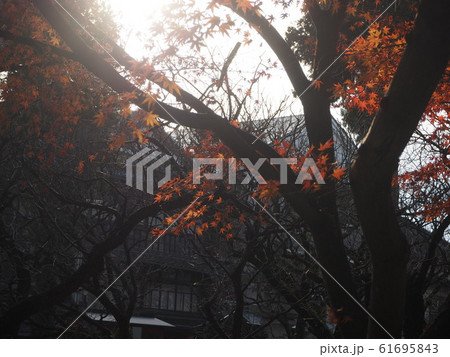 紅葉 紅葉 61695843