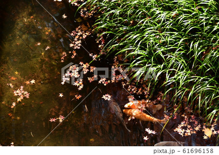 清流別子銅山川水溜りの鯉 61696158