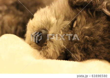 眠るトイプードル 61696580