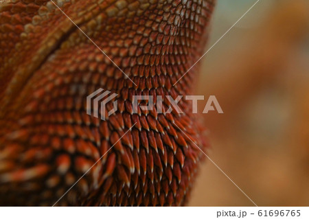 close-up pattern skin, reptil animal of small exotic pet 61696765