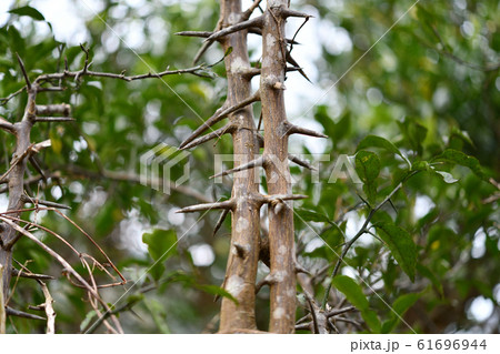 実生柚子の木の棘 61696944