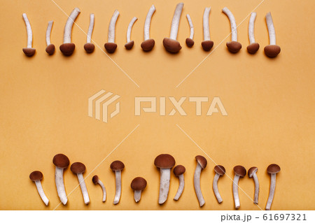 Cute little honey mushrooms grow from the edge of the background. Cute little honey mushrooms grow from the edge of the background. 61697321