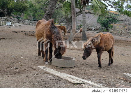 開聞岳に生息する可愛いトカラ馬の風景 61697472