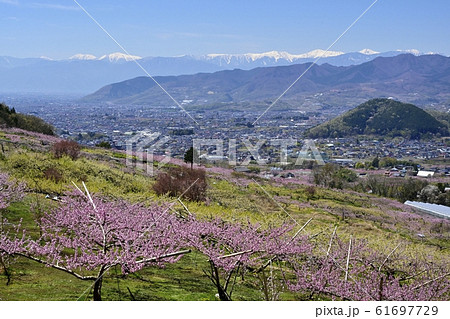 花咲く桃とプラム畑に甲州市街地と南アルプス 花咲く桃とプラム畑に甲州市街地と南アルプス 61697729