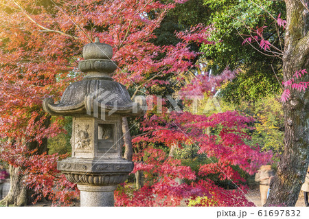 秋の紅色に染まる六義園の芝生に立つ春日式の石灯籠と。 秋の紅色に染まる六義園の芝生に立つ春日式の石灯籠と。 61697832