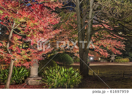 秋の紅色に染まる六義園の芝生に立つ春日式の石灯籠のライトアップ夜景。 61697959
