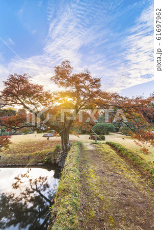 秋の夕日で本駒込にある回遊式日本庭園の六義園の松、カエデと紅葉の木に囲まれた大泉水 61697962