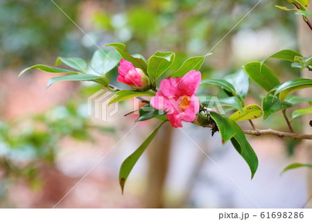 ツバキの花 かんざきあかわびすけの写真素材