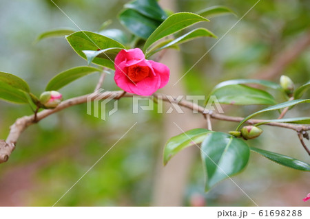 ツバキの花 かんざきあかわびすけの写真素材 6169