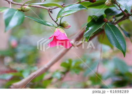 ツバキの花　かんざきあかわびすけ 61698289