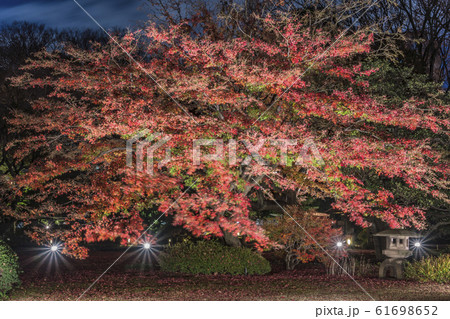 秋の紅色に染まる六義園の芝生に立つ春日式の石灯籠のライトアップ夜景。 61698652
