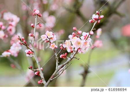 ウメの花　紅冬至 61698694
