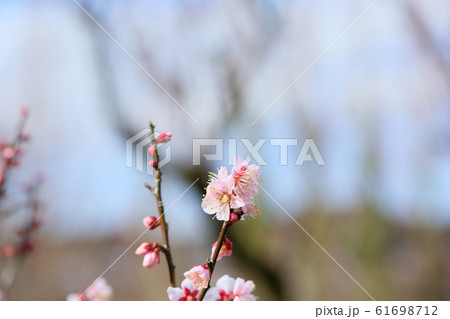 ウメの花　紅冬至 61698712