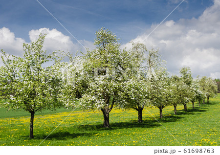 Blooming apple trees on a meadow in Swiss Canton Thurgau, Switzerland Blooming apple trees on a meadow in Swiss Canton Thurgau, Switzerland 61698763