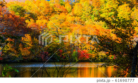 鎌池の紅葉 61698777