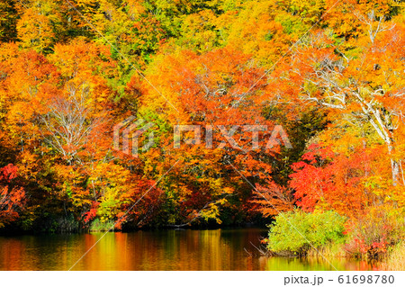 鎌池の紅葉 鎌池の紅葉 61698780