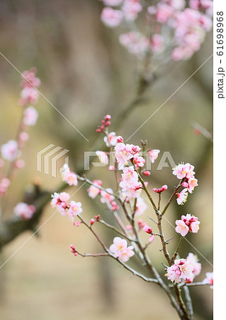 ウメの花 紅冬至 ウメの花 紅冬至 61698968