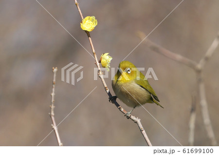 ソシンロウバイの花とメジロ 61699100
