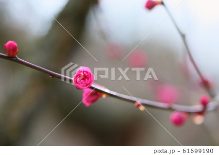 梅の花　紅梅八重 61699190