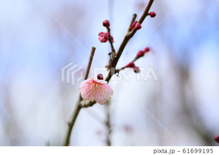 梅の花　萩野 61699195