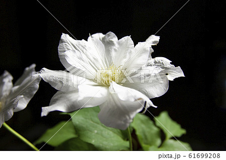 白いクレマチス 花言葉は旅人の喜び の写真素材
