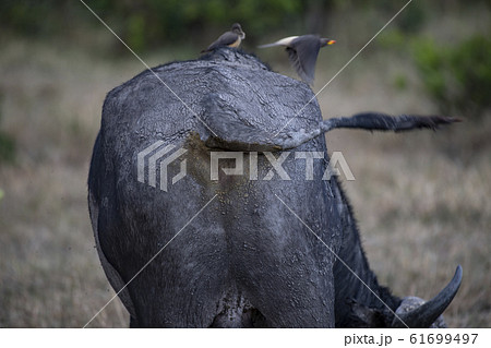 バッファローのお尻 61699497