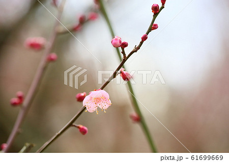 梅の花　萩野 61699669