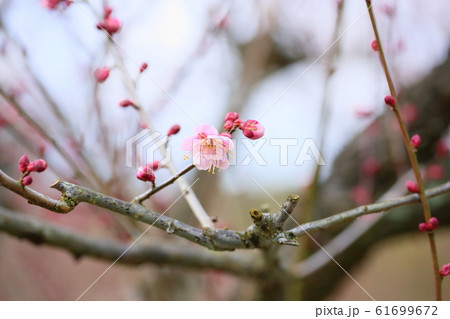 梅の花　萩野 61699672
