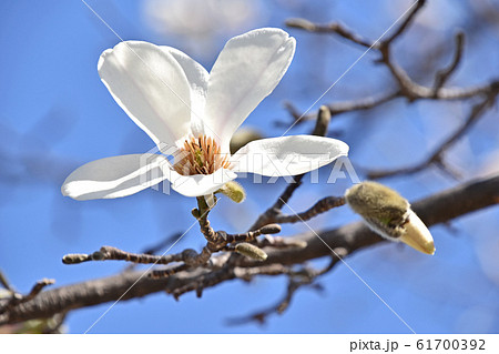 コブシ（辛夷） 61700392
