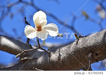 コブシ(辛夷) コブシ(辛夷) 61700393