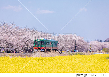 真岡鉄道 菜の花と桜並木の中を走る電車の写真素材