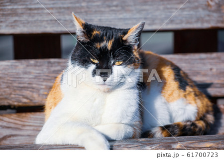 Colorful cat rests on a city bench 61700723