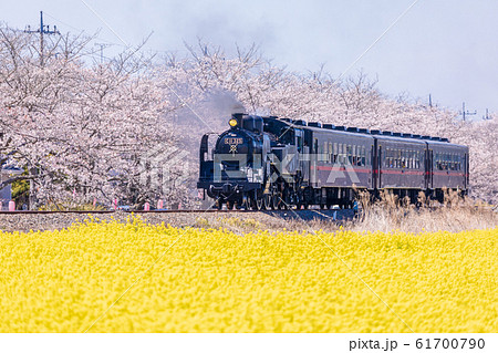 真岡鉄道 菜の花と桜並木を走る蒸気機関車の写真素材