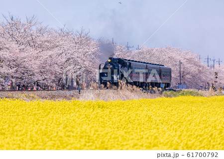 真岡鉄道 菜の花と桜並木を走る蒸気機関車 真岡鉄道 菜の花と桜並木を走る蒸気機関車 61700792