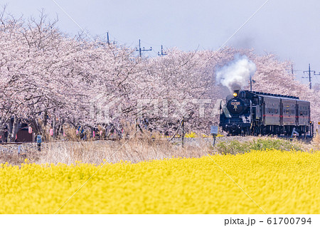 真岡鉄道 菜の花と桜並木を走る蒸気機関車の写真素材
