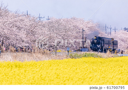 真岡鉄道　菜の花と桜並木を走る蒸気機関車 61700795