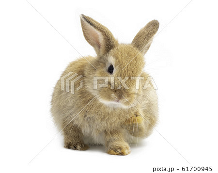 Lovely red-brown rabbit sitting and scratch isolated on white background. 61700945
