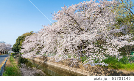埼玉県　見沼田んぼ　見沼代用水東縁の桜並木 61701149