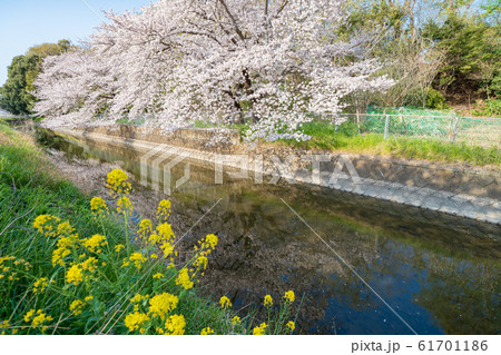 埼玉県 見沼田んぼ 見沼代用水東縁の桜並木 埼玉県 見沼田んぼ 見沼代用水東縁の桜並木 61701186