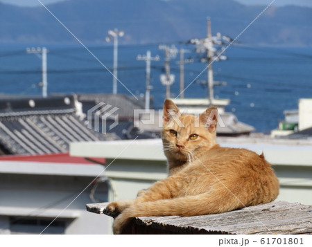 祝島　上関町　山口県 61701801