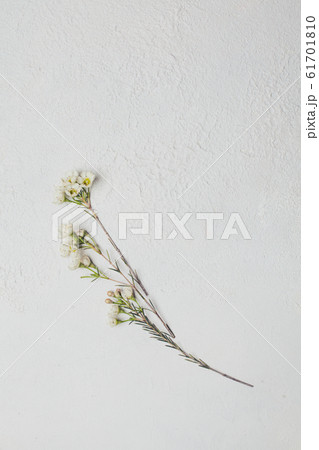 Flowers on white textured background 61701810
