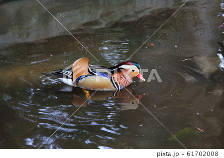 池を泳ぐ綺麗な鴛鴦(オシドリ)のオスの写真 池を泳ぐ綺麗な鴛鴦(オシドリ)のオスの写真 61702008