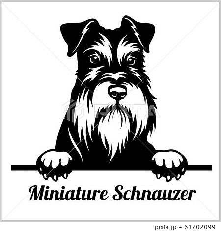 Miniature Schnauzer Peeking Dogs Breed Face のイラスト素材