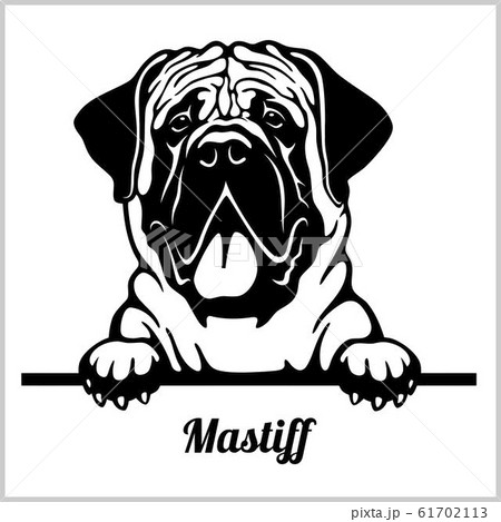 Mastiff - Peeking Dogs - breed face head isolated on white 61702113