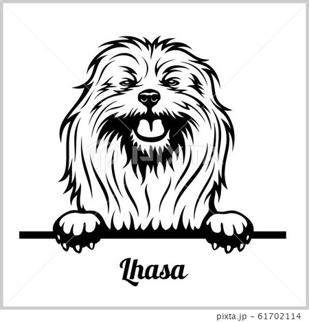 Lhasa - Peeking Dogs - breed face head isolated on white 61702114