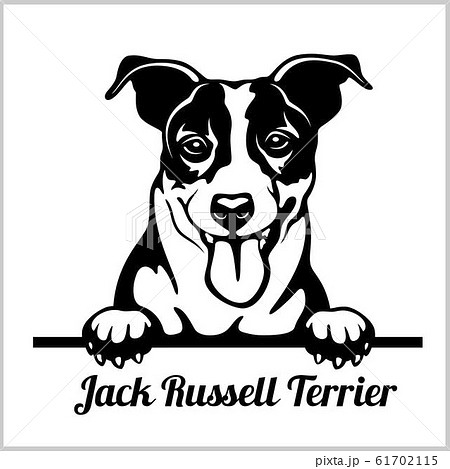 can a jack russell terrier live in yemen