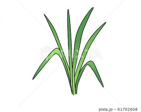 レモングラス ハーブのイラスト素材