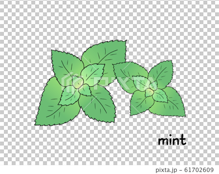 薄荷藥草 61702609