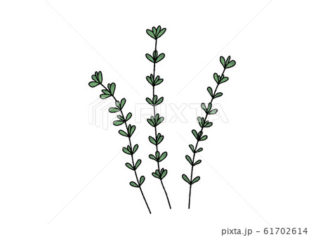 タイム ハーブのイラスト素材