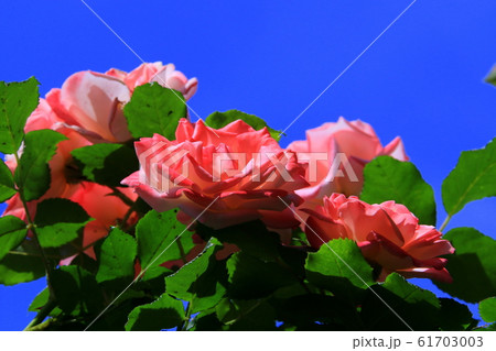バラの花 バラの花 61703003
